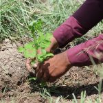 Moringa ‘superfood’ plantation drive seeks to curb malnutrition in rural Sindh