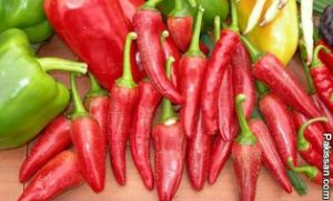 Chili farming boost country’s agri sector