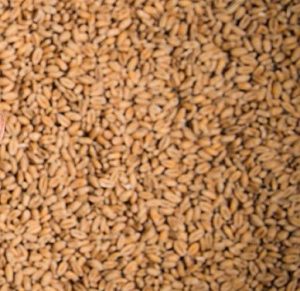 Pakistan Needs Data-Driven Wheat Policy to Strengthen Food Security and Market Stability