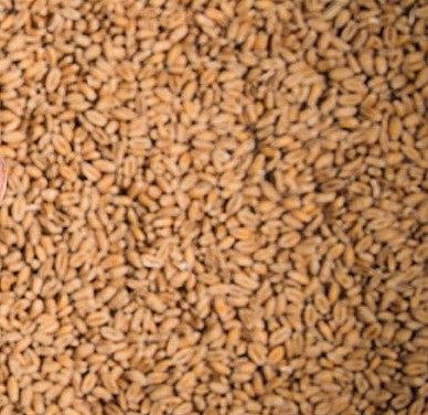 Pakistan Needs Data-Driven Wheat Policy to Strengthen Food Security and Market Stability